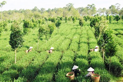 A tea farm under GlobalGap standards in Bao Lam District, Lam Dong Province (Photo: SGGP) A tea farm under GlobalGap standards in Bao Lam District, Lam Dong Province (Photo: SGGP)